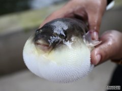 养殖河豚
